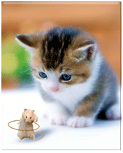 猫