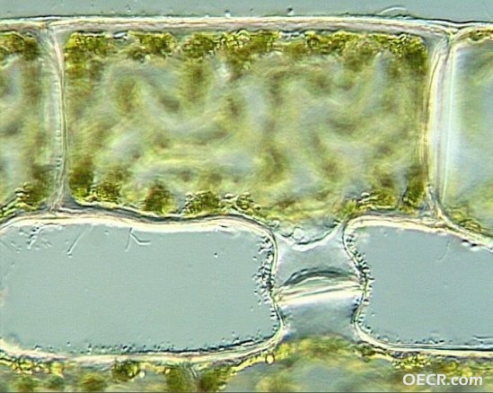 水藻的性活动.jpg