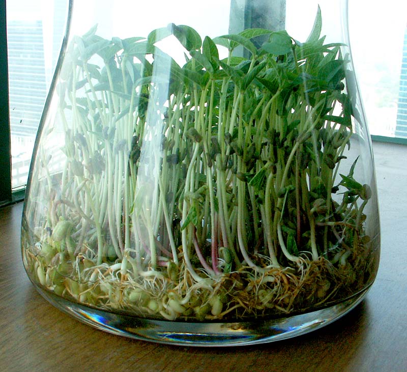 [求助][讨论]豆芽在长大