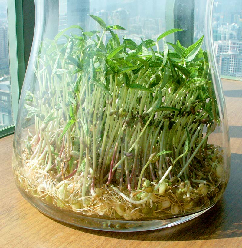 [求助][讨论]豆芽在长大