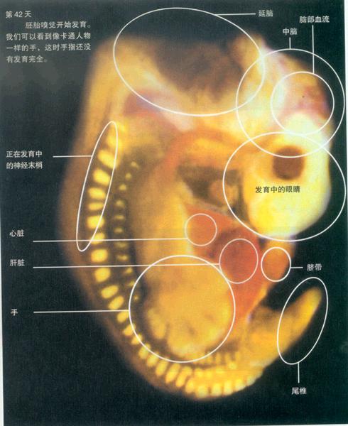 生命如此神奇--从受精卵到呱呱坠地