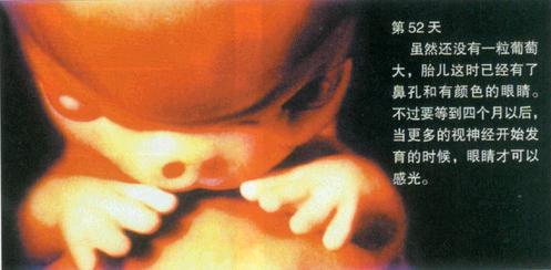 生命如此神奇--从受精卵到呱呱坠地
