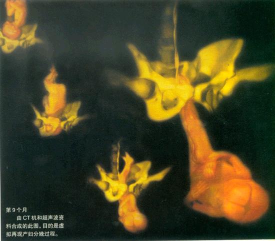 生命如此神奇--从受精卵到呱呱坠地