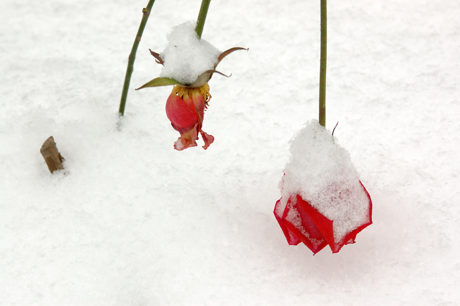 2004年的第一场雪