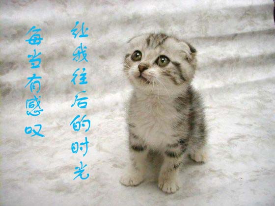 [贴图]猫咪爱情演绎版-------后来