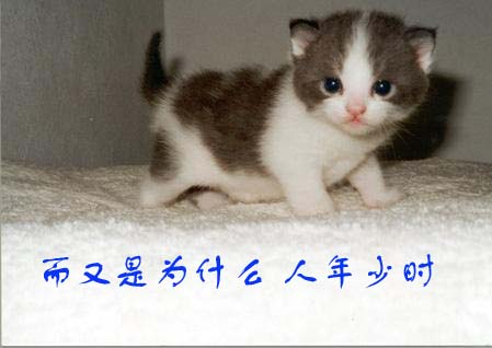 [贴图]猫咪爱情演绎版-------后来