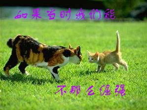 [贴图]猫咪爱情演绎版-------后来