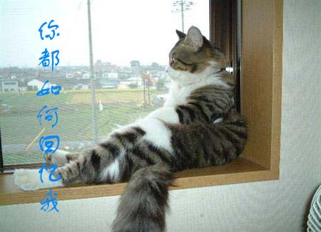 [贴图]猫咪爱情演绎版-------后来