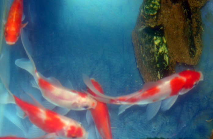 鱼儿历险记(偷拍作品参展)