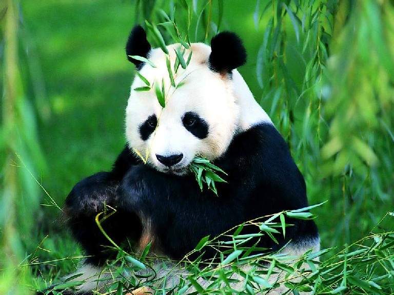 [贴图]精美动物图集
