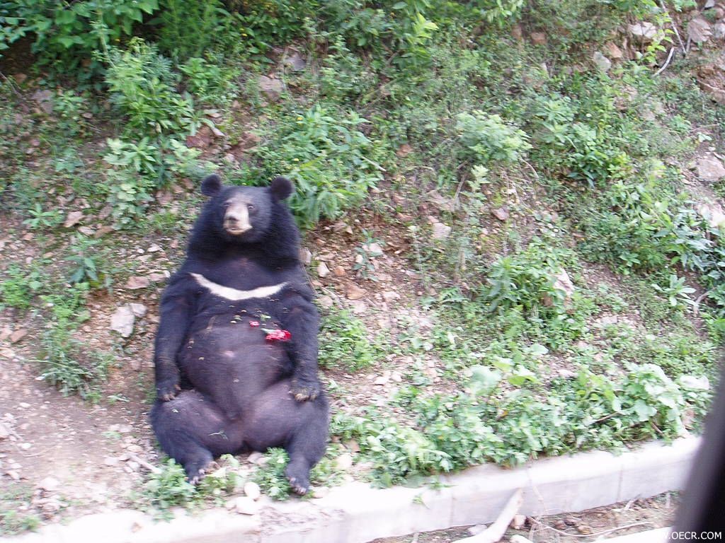 20050621092952_1.jpg