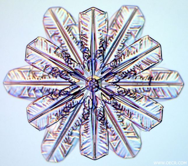 冬天的雪花 (4).jpg