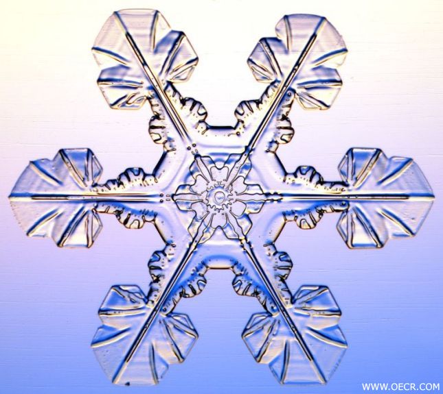 冬天的雪花 (11).jpg