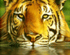 d06775496.gif