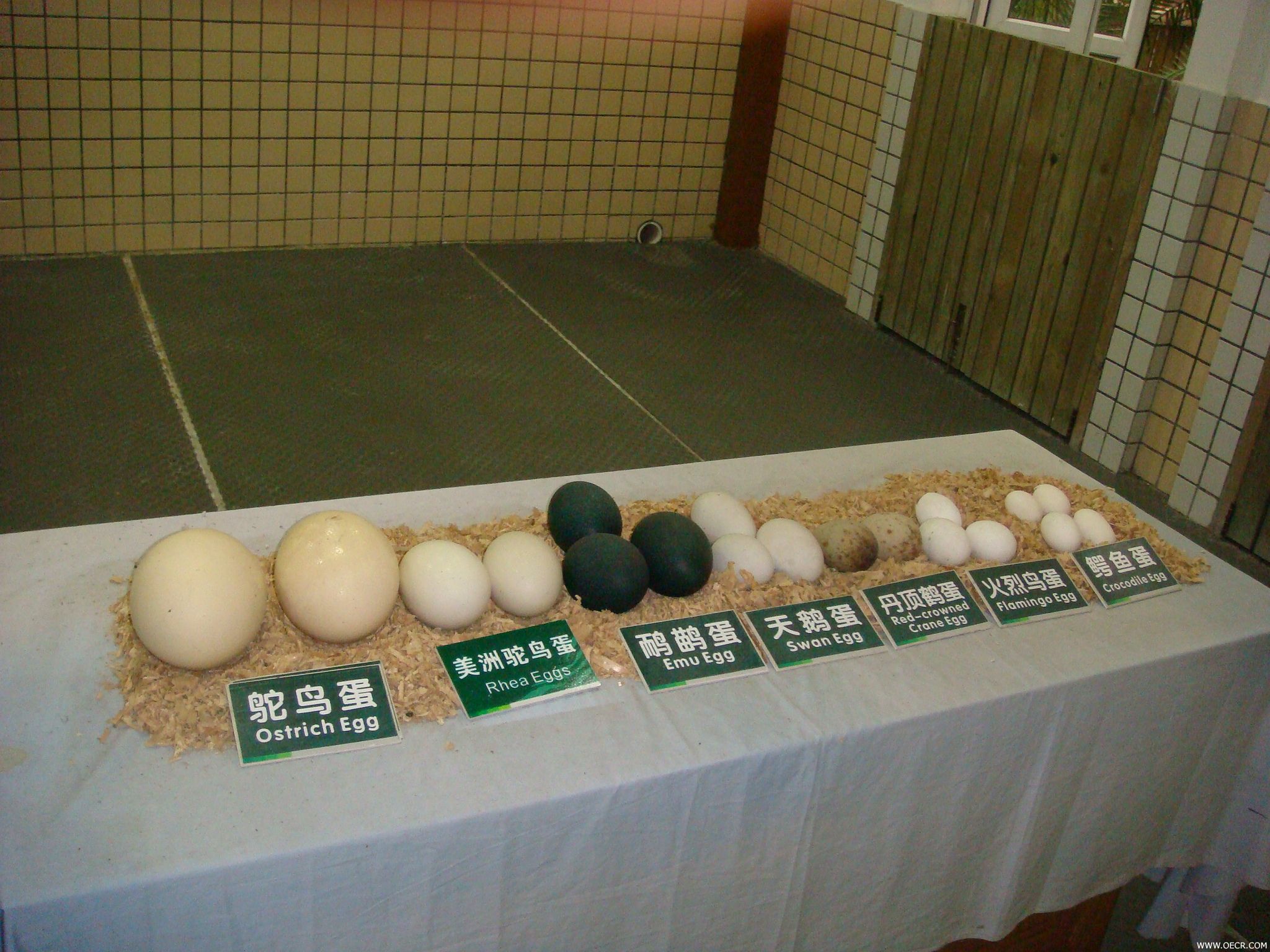 DSC00870.JPG