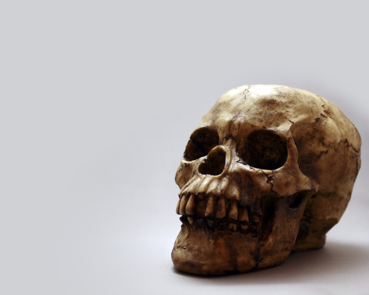 Skull_Wallpaper_by_suicidalover.jpg
